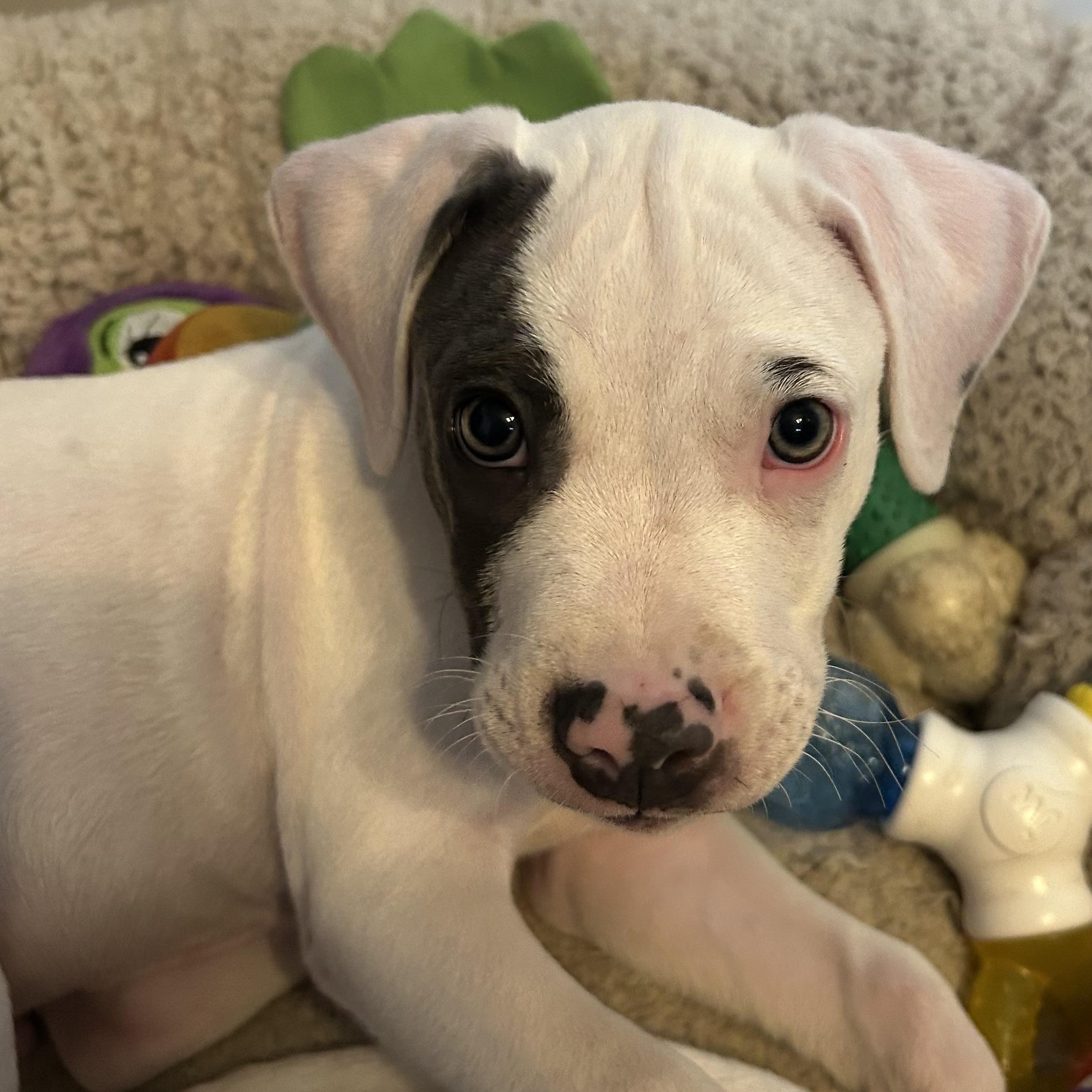 Beans, adopted, Puppy Male Pit Bull Terrier.