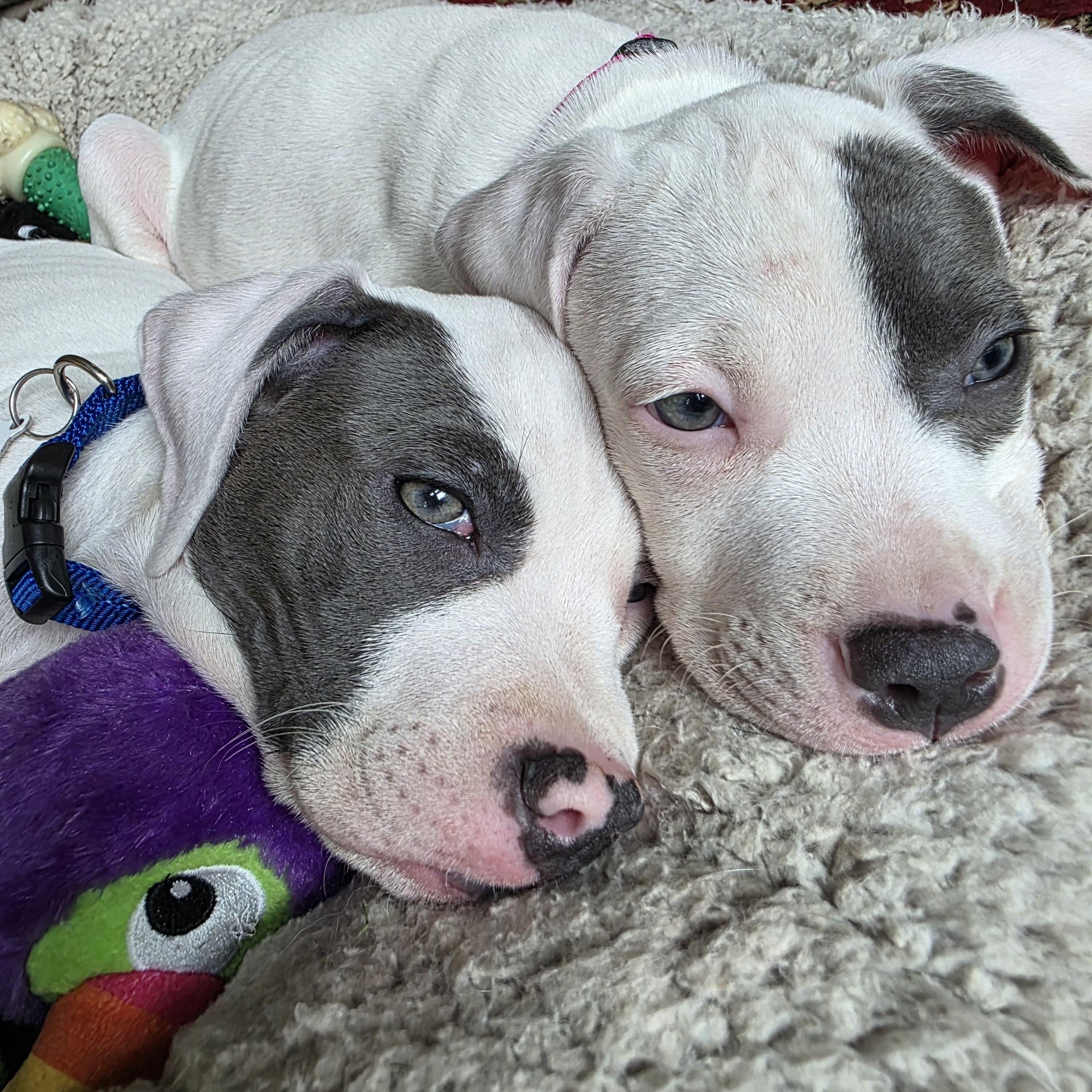 Beans, an adopted Pit Bull Terrier in Grafton, MA image 4/4