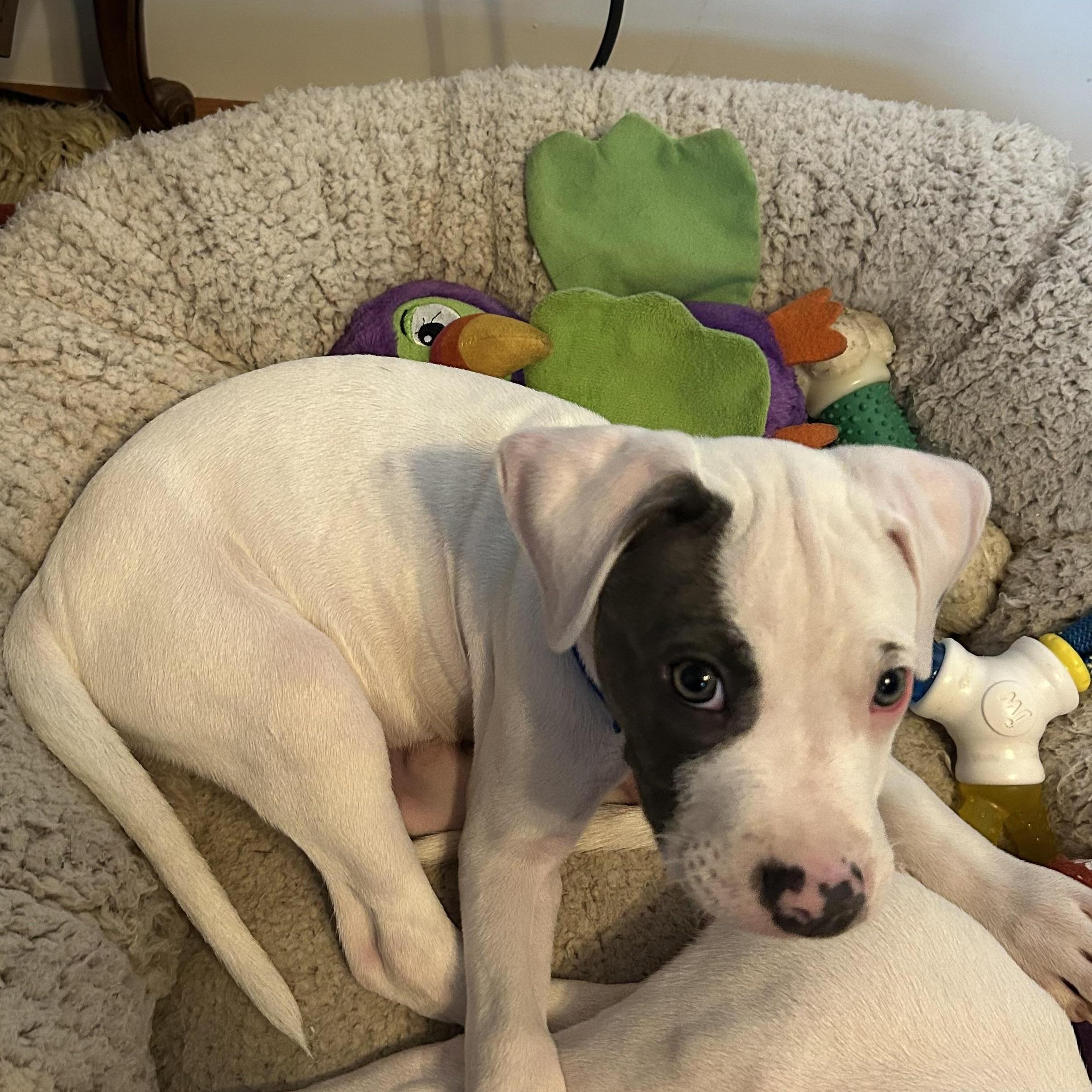 Beans, an adopted Pit Bull Terrier in Grafton, MA image 3/4