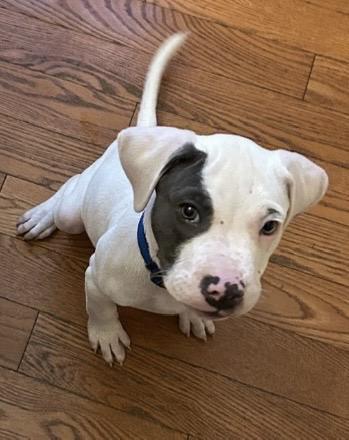 Beans, an adopted Pit Bull Terrier in Grafton, MA image 2/4