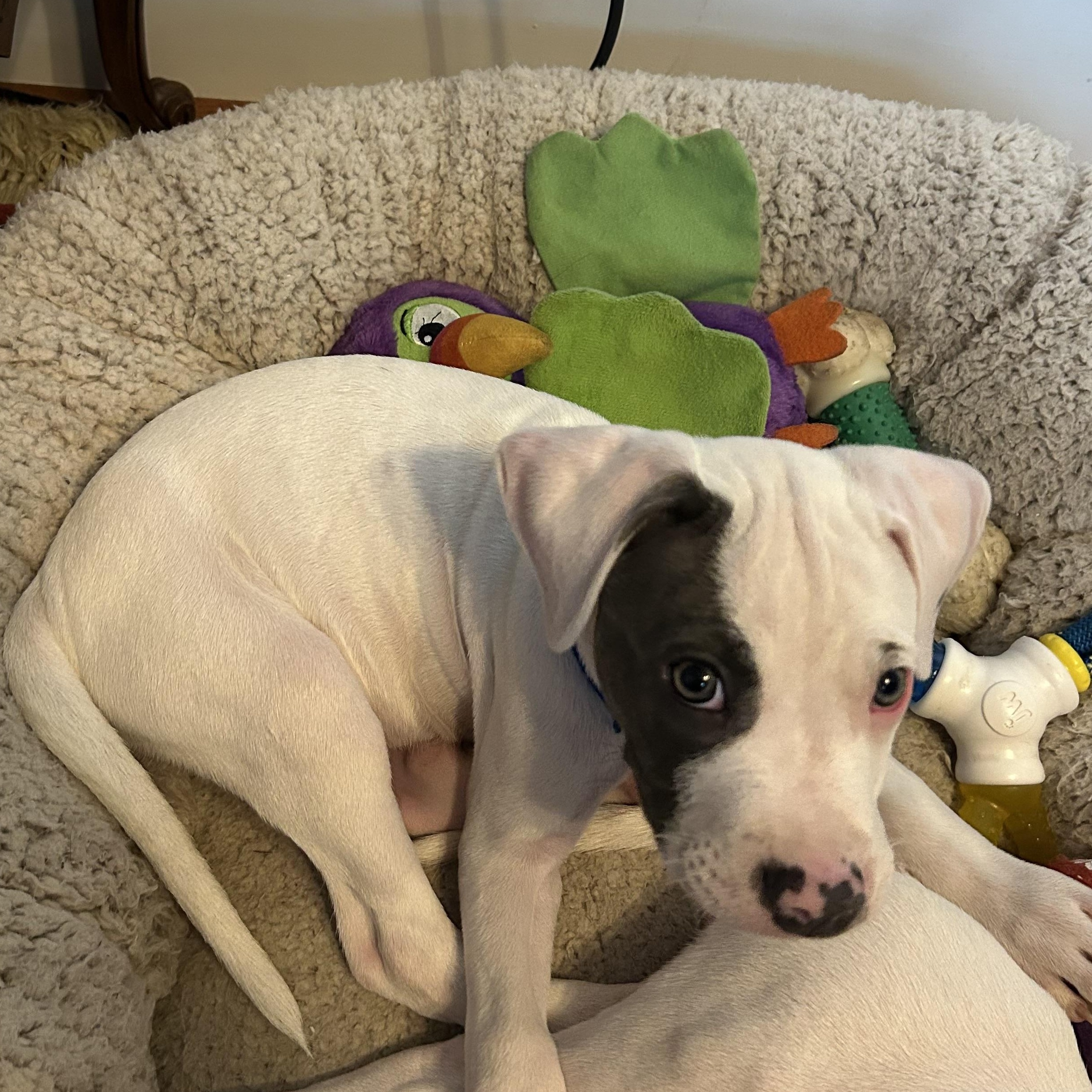Beans available for adoption photo 3