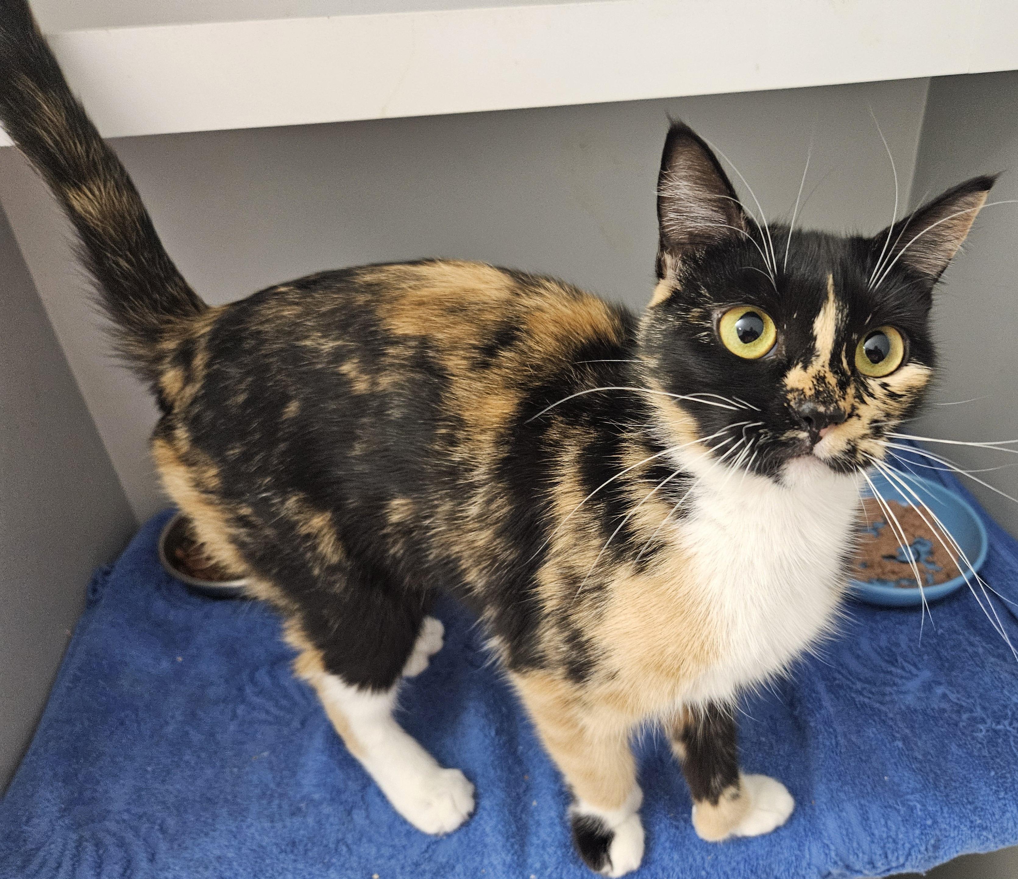 Enlarge Mariah, a ADOPTABLE mixed breed in Berlin, CT image 4/5