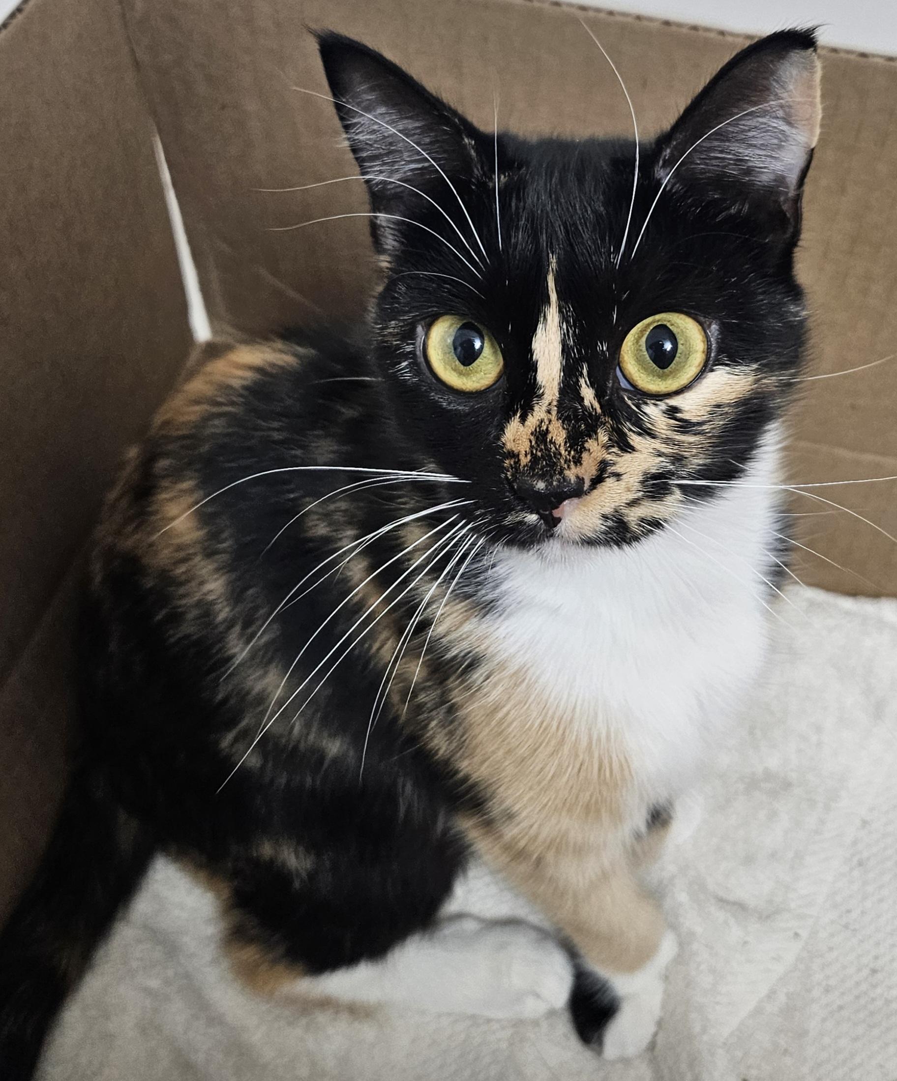 Enlarge Mariah, a ADOPTABLE mixed breed in Berlin, CT image 5/5