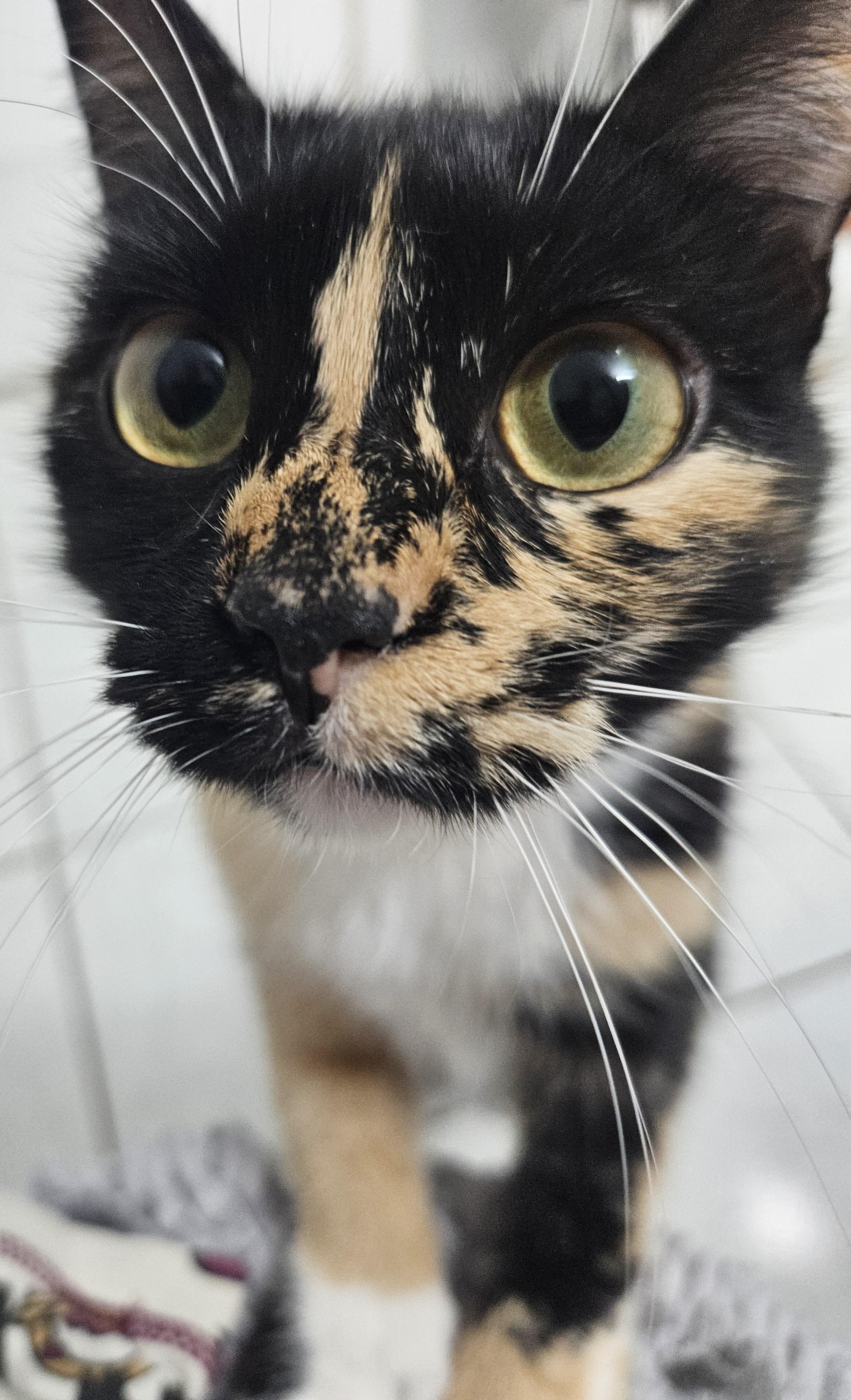 Enlarge Mariah, a ADOPTABLE mixed breed in Berlin, CT image 2/5