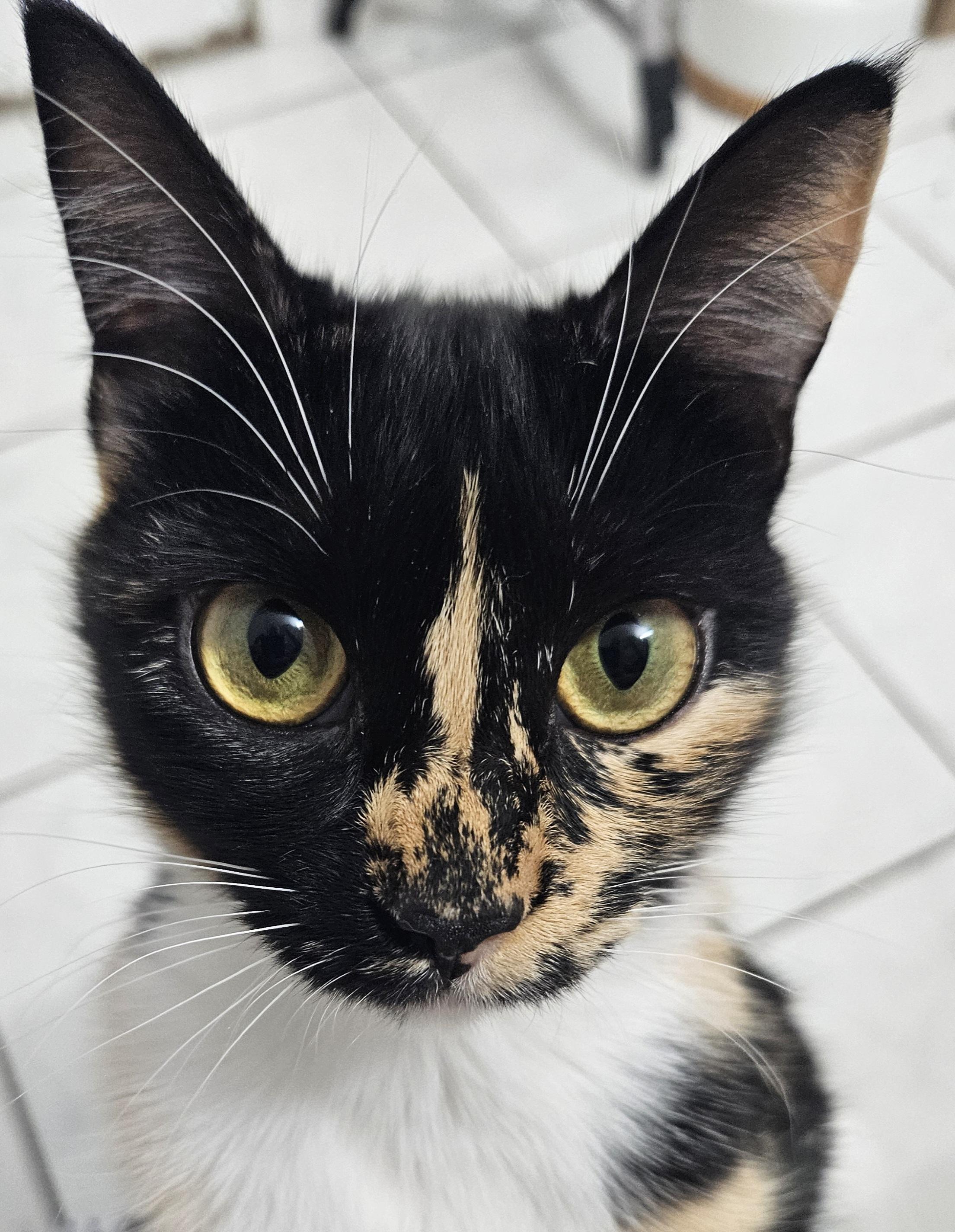 Mariah, ADOPTABLE, Young Female Calico & Extra-Toes Cat / Hemingway Polydactyl.