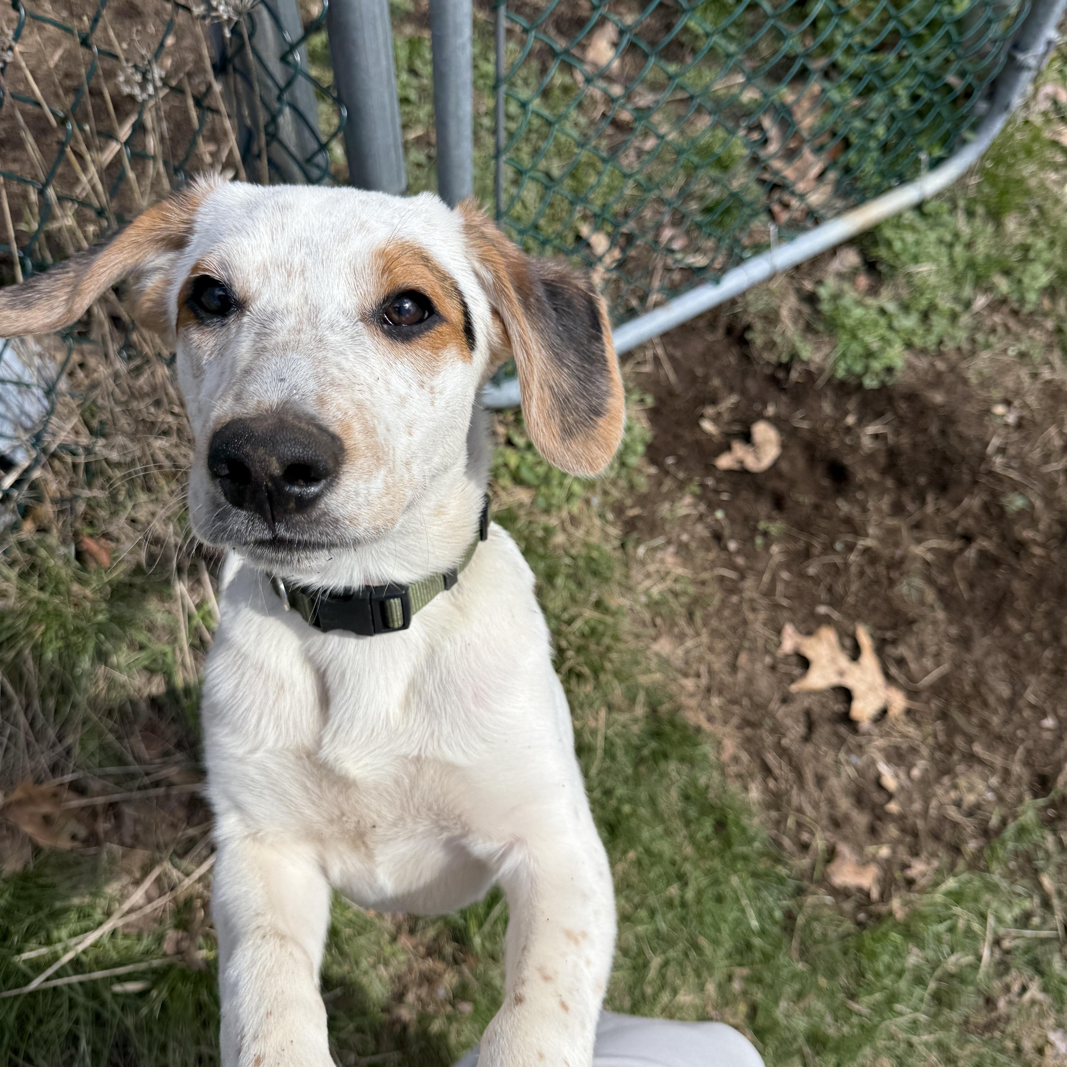 Remmy, Adoptable, Puppy Male English Coonhound.