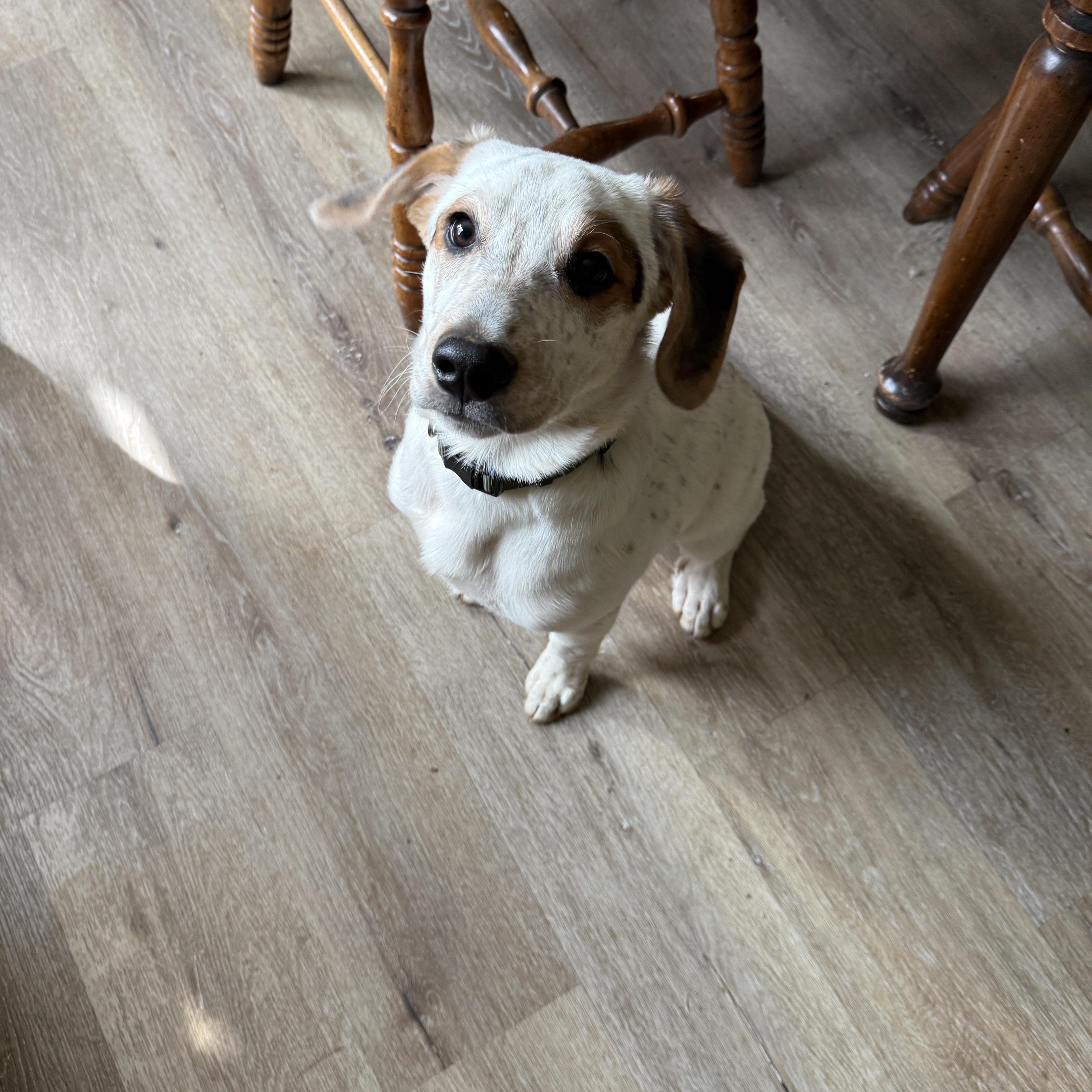 Enlarge Remmy, a Adoptable mixed breed in HONEY BROOK, PA image 3/6