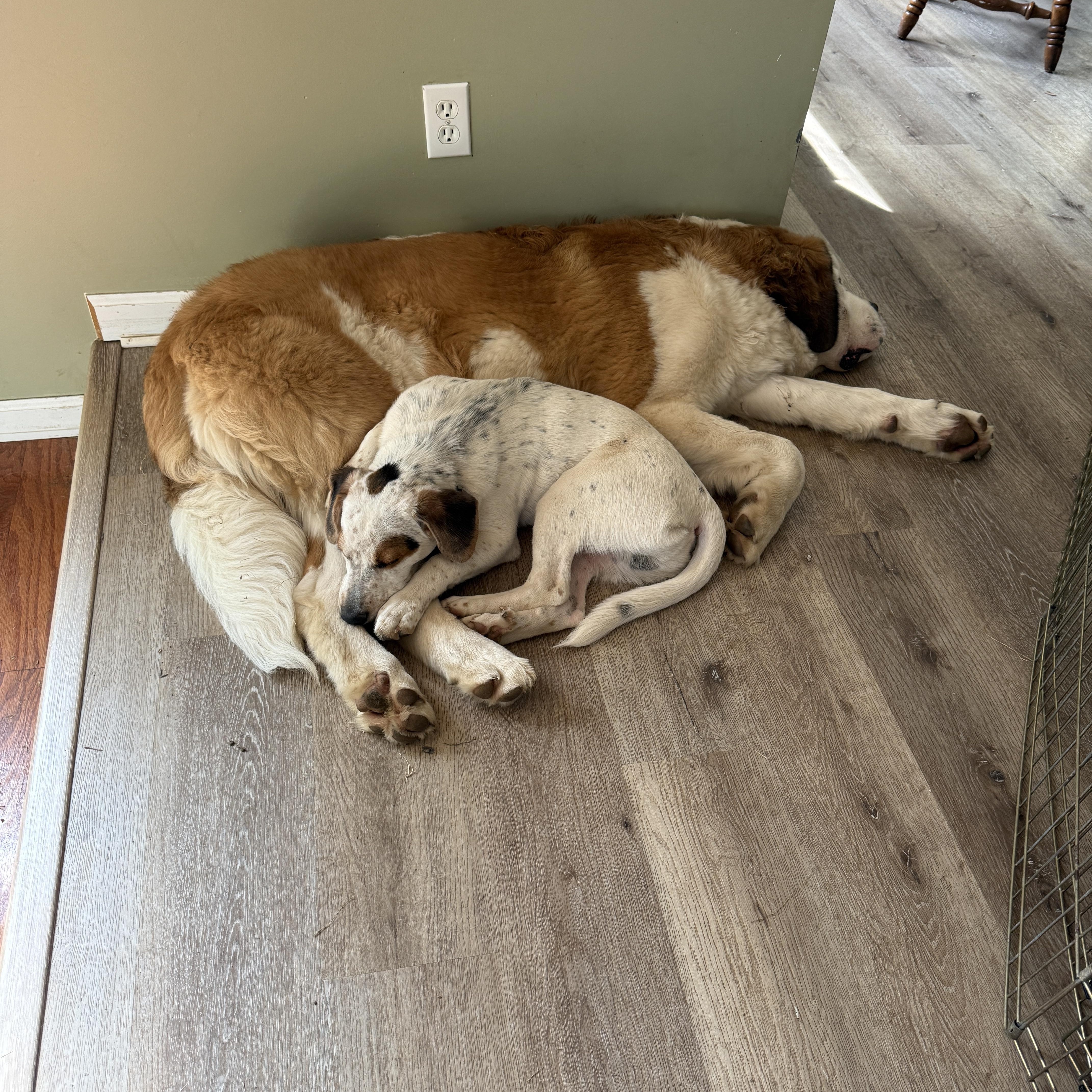 Enlarge Remmy, a Adoptable mixed breed in HONEY BROOK, PA image 4/6