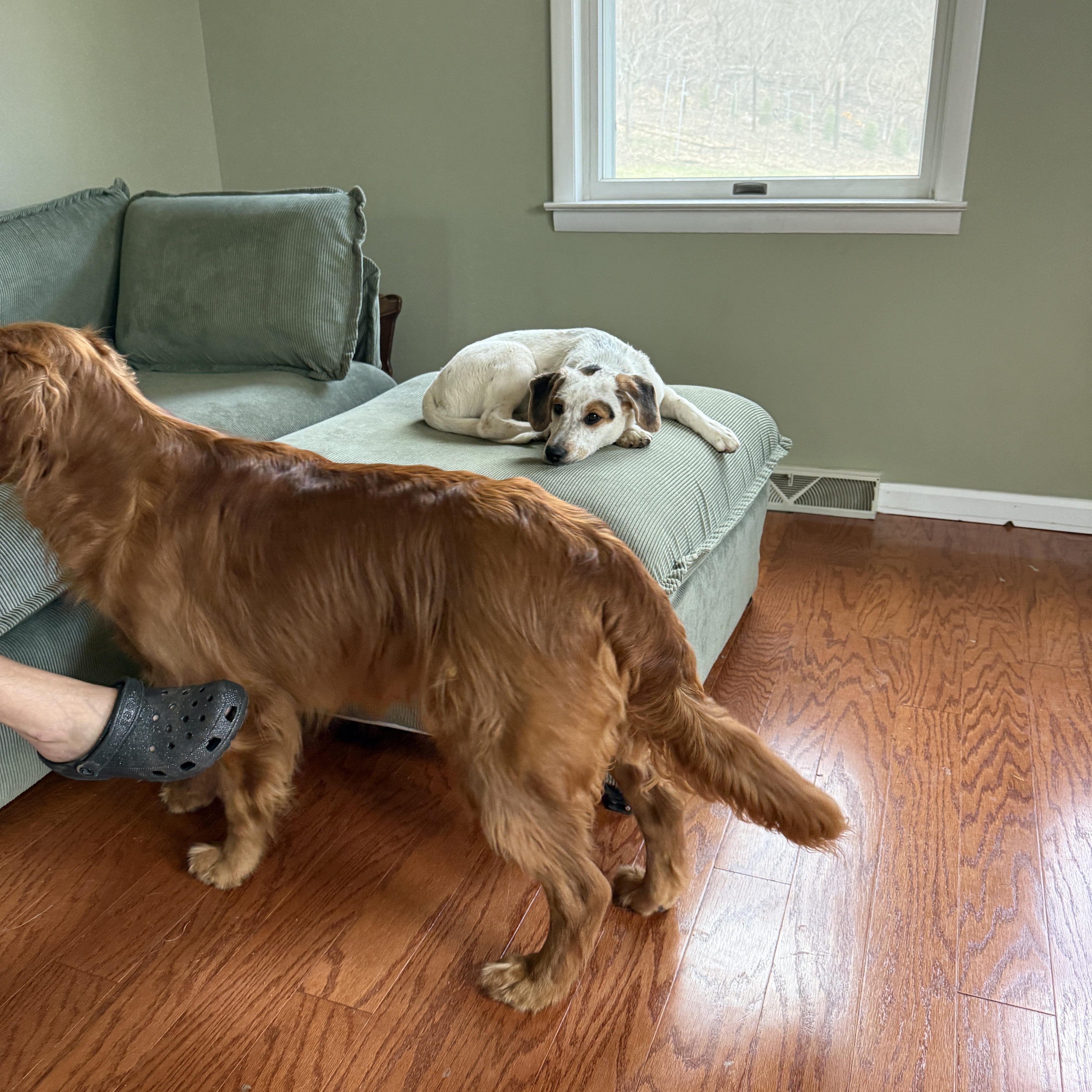 Enlarge Remmy, a Adoptable mixed breed in HONEY BROOK, PA image 2/6