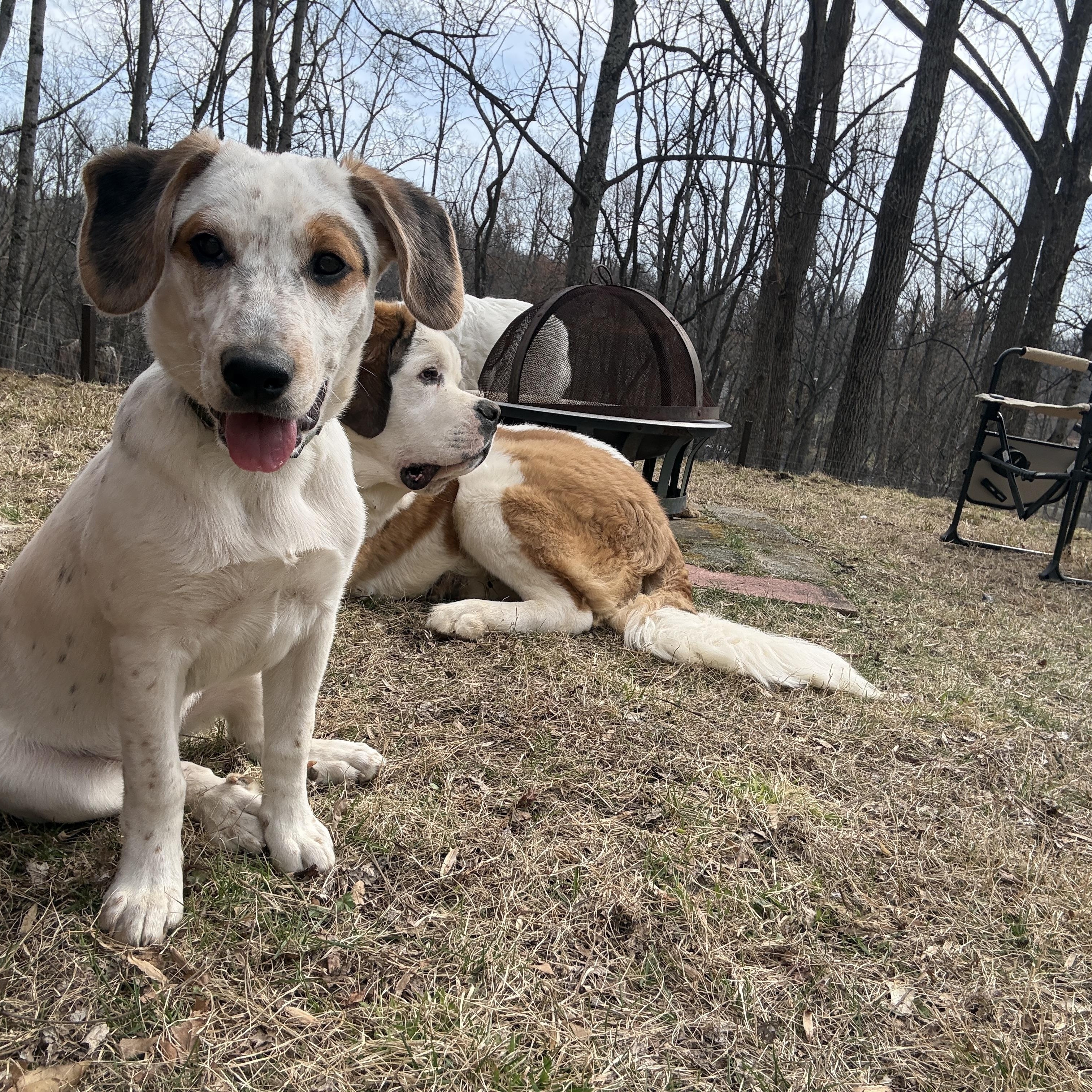 Enlarge Remmy, a Adoptable mixed breed in HONEY BROOK, PA image 5/6