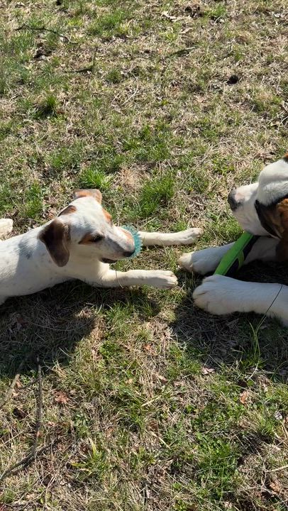 Enlarge Remmy, a Adoptable mixed breed in HONEY BROOK, PA video 6/6