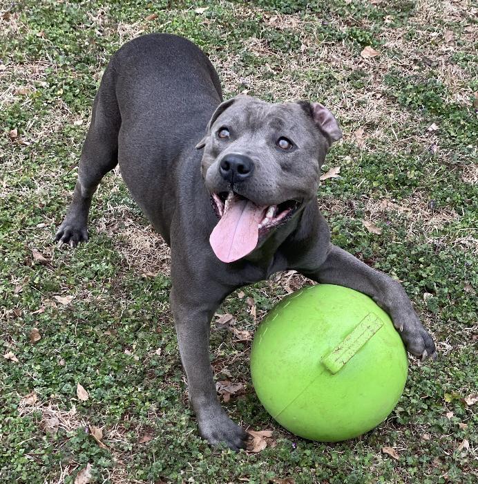 Enlarge Asra, a Adoptable Pit Bull Terrier in Roswell, GA image 1/6