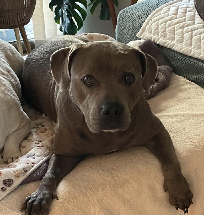 Enlarge Asra, a Adoptable Pit Bull Terrier in Roswell, GA image 6/6