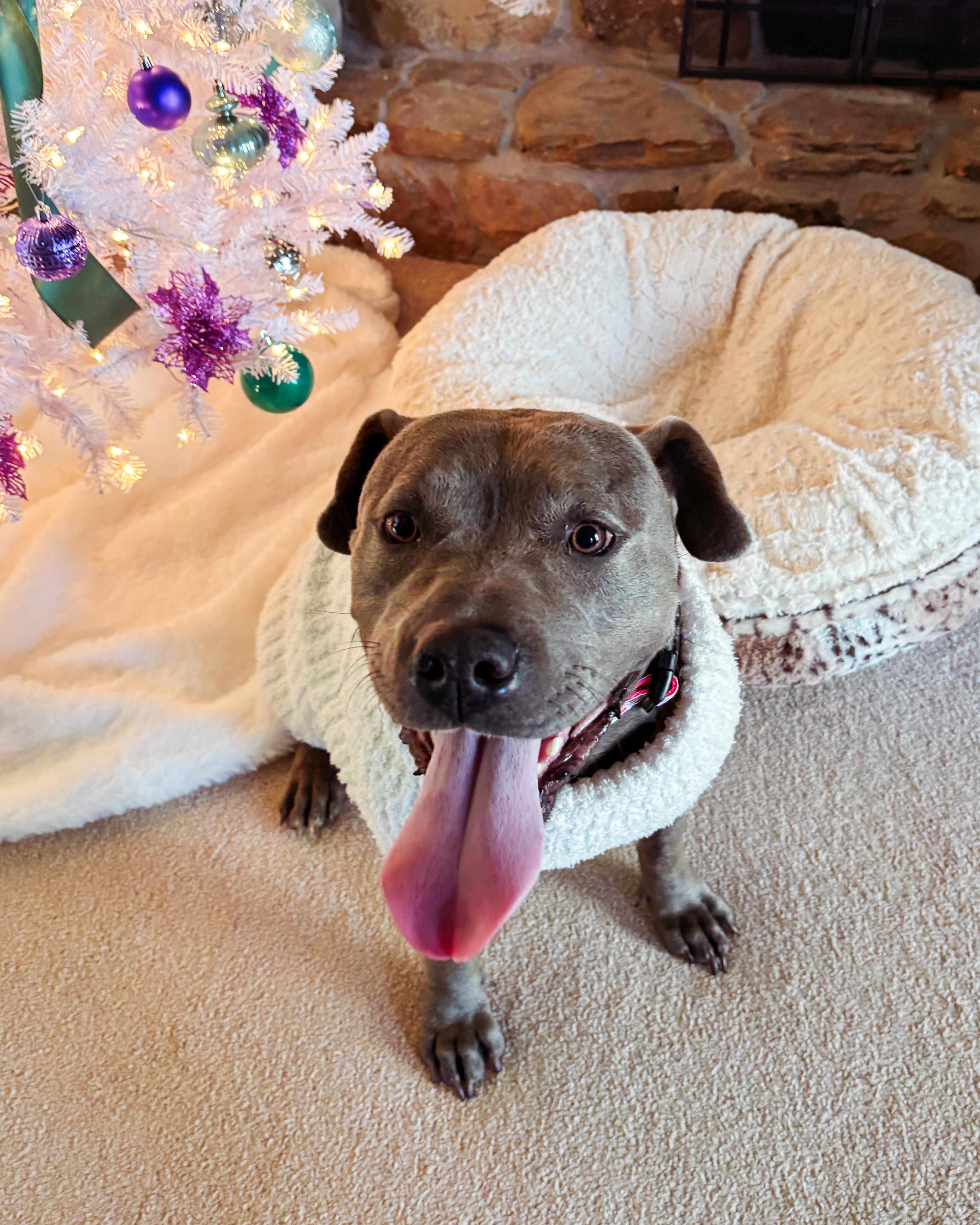 Enlarge Asra, a Adoptable Pit Bull Terrier in Roswell, GA image 2/4