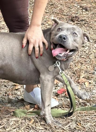 Enlarge Asra, a Adoptable Pit Bull Terrier in Roswell, GA image 4/6