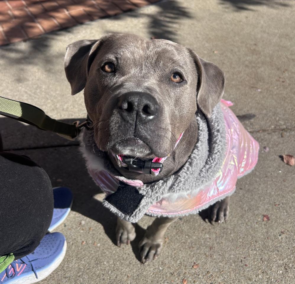 Asra, Adoptable, Adult Female Pit Bull Terrier.