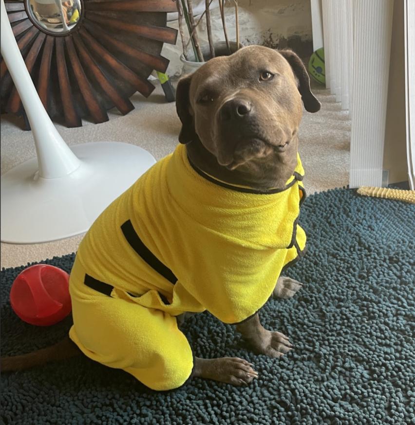 Enlarge Asra, a Adoptable Pit Bull Terrier in Roswell, GA image 5/6