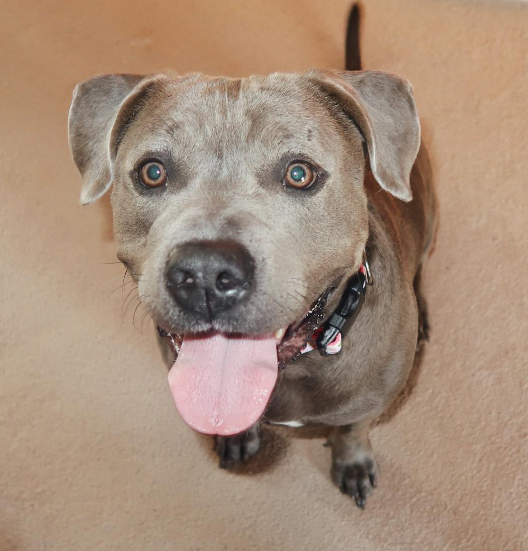 Asra, Adoptable, Adult Female Pit Bull Terrier.
