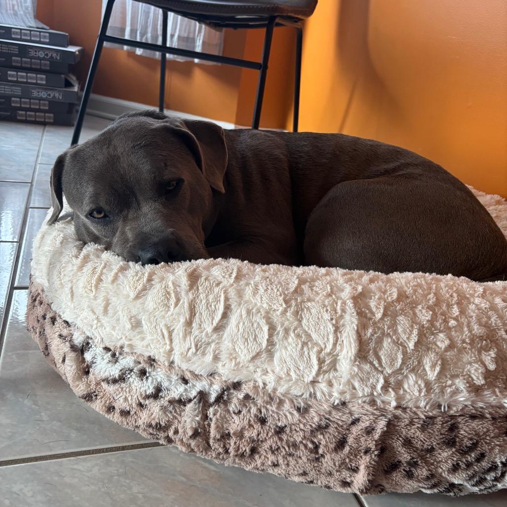 Enlarge Asra, a Adoptable Pit Bull Terrier in Roswell, GA image 4/6