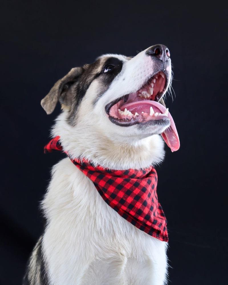 Moose, Adoptable, Young Male Great Pyrenees.