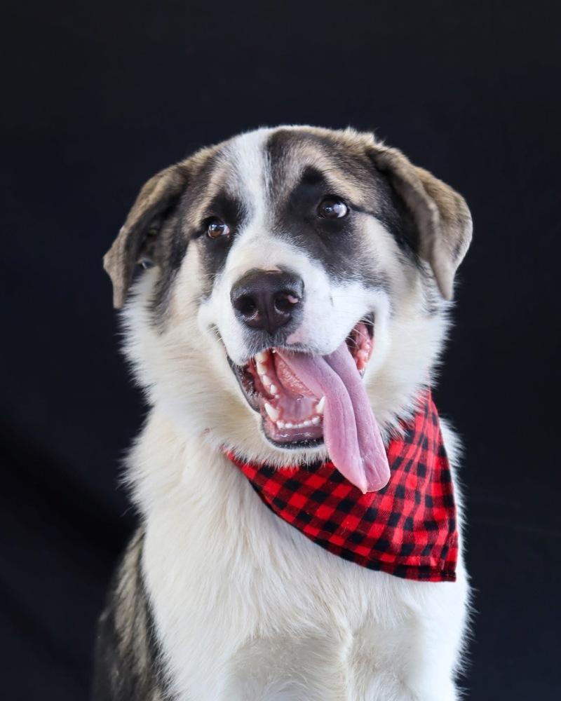 Enlarge Moose, a Adoptable mixed breed in Windsor Locks, CT image 2/4