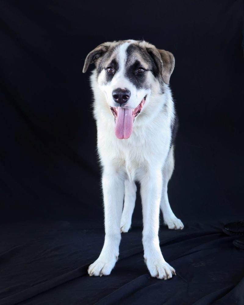 Enlarge Moose, a Adoptable mixed breed in Windsor Locks, CT image 3/4