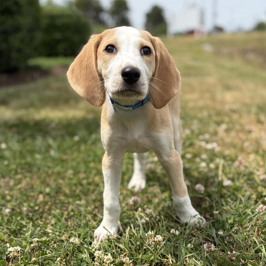 Enlarge Vernon, a Adoptable Hound in Chesapeake, VA image 1/1