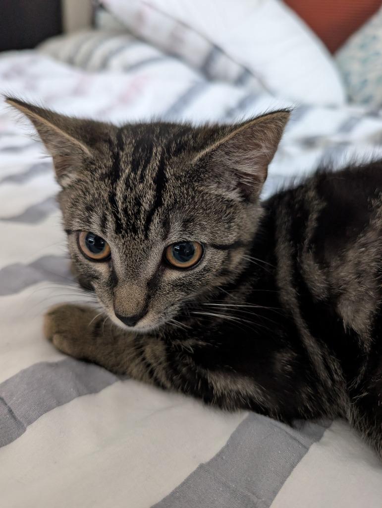 Hyper Oreo, Adoptable, Kitten Male Domestic Short Hair.