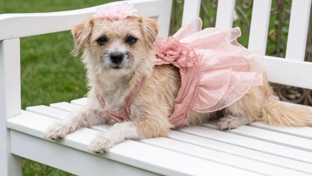 Enlarge Celina, a Adoptable Terrier in Putnam, CT image 2/2