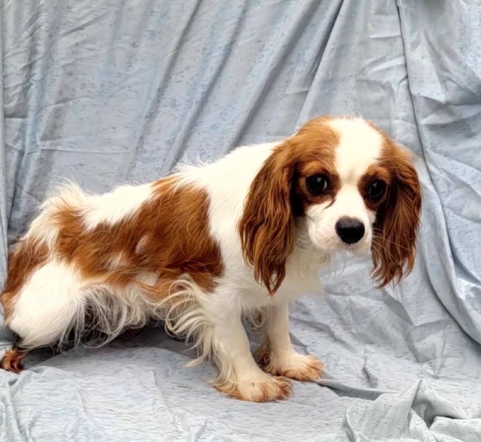 Blenheim Cavalier, Adult Female Cavalier King Charles Spaniel