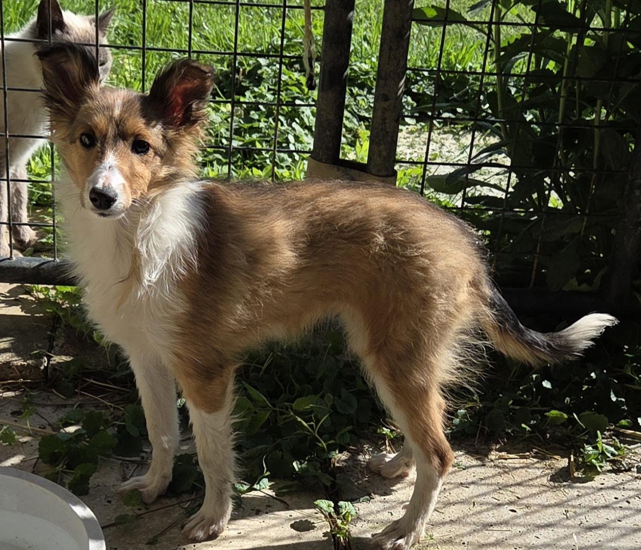 Enlarge LASSIE, a ADOPTABLE Shetland Sheepdog / Sheltie in Woodsfield, OH image 1/1