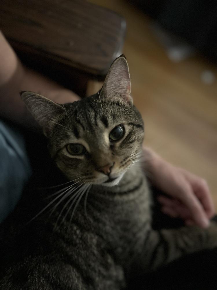 SOLOMON-adopt with Noah, a Adopted Domestic Short Hair in Burlington, NC image 1/5