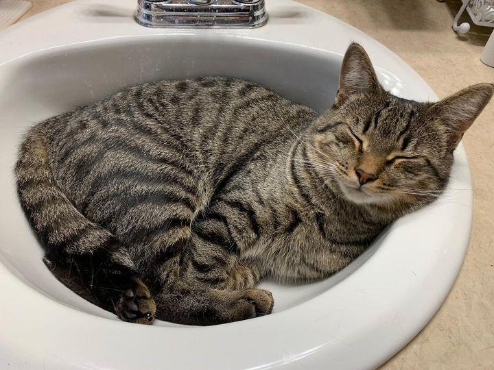 SOLOMON-adopt with Noah, a Adopted Domestic Short Hair in Burlington, NC image 2/5