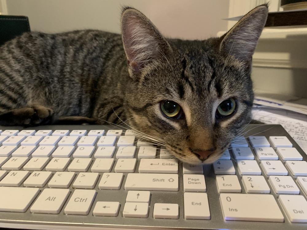 SOLOMON-adopt with Noah, a Adopted Domestic Short Hair in Burlington, NC image 3/5
