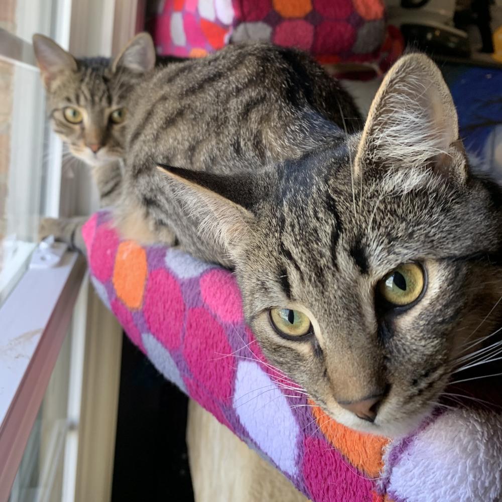 SOLOMON-adopt with Noah, a Adopted Domestic Short Hair in Burlington, NC image 4/5