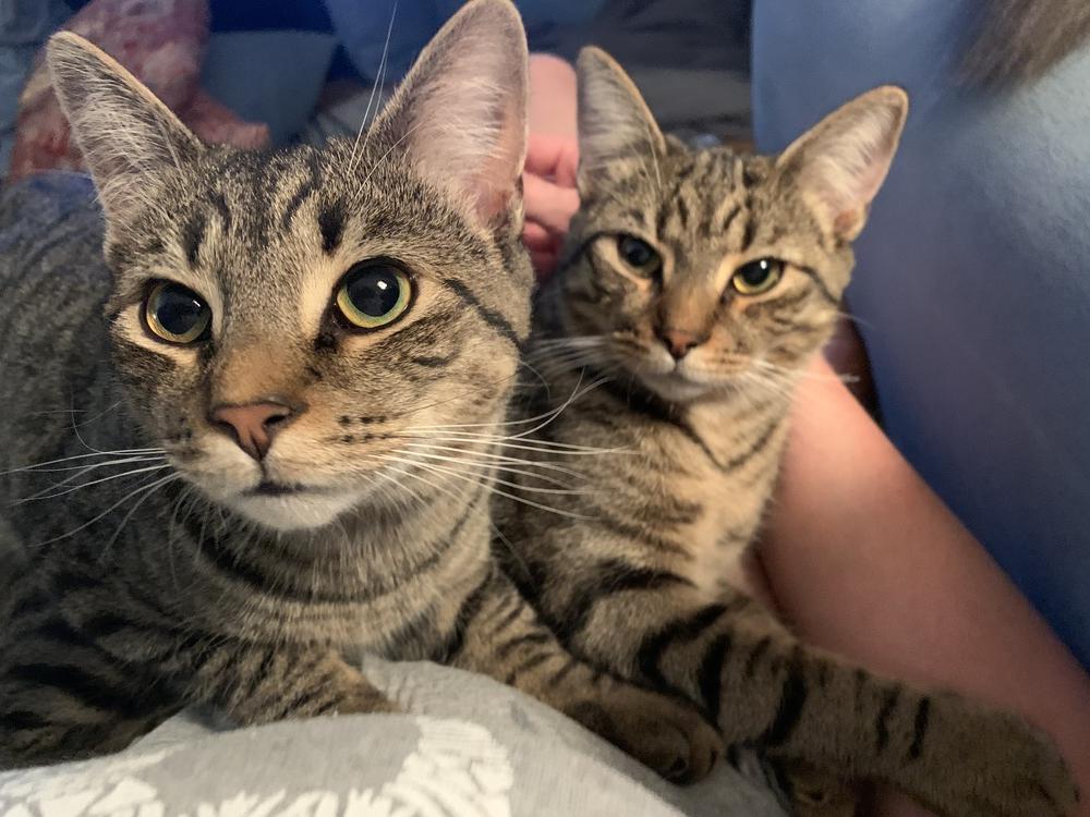 SOLOMON-adopt with Noah, a Adopted Domestic Short Hair in Burlington, NC image 5/5