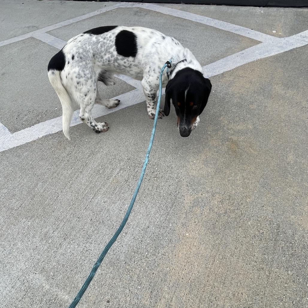 Deuce - Costa Mesa Location, Adoptable, Young Male Basset Hound & Mixed Breed.