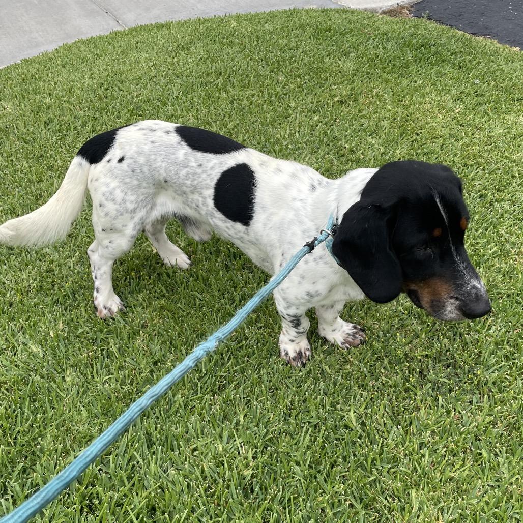 Enlarge Deuce - Costa Mesa Location, a Adoptable mixed breed in Chino Hills, CA image 2/6