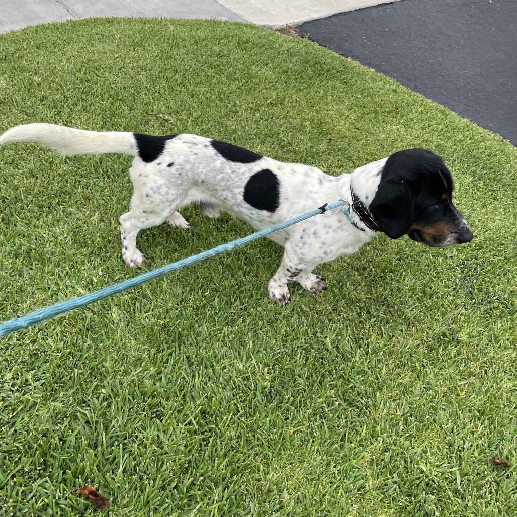 Enlarge Deuce - Costa Mesa Location, a Adoptable mixed breed in Chino Hills, CA image 3/6