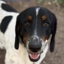 Enlarge Deuce - Costa Mesa Location, a Adoptable mixed breed in Chino Hills, CA image 4/6