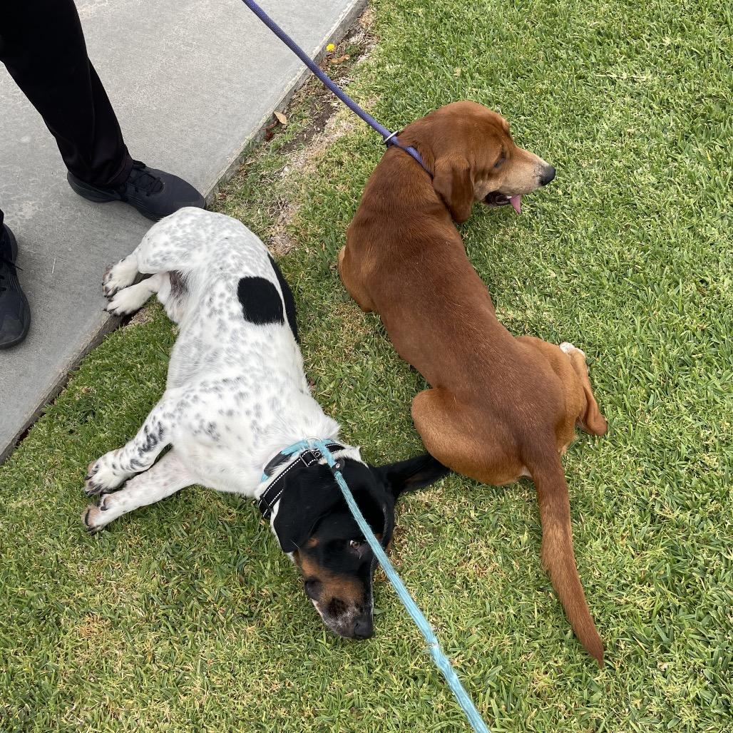 Enlarge Deuce - Costa Mesa Location, a Adoptable mixed breed in Chino Hills, CA image 5/6