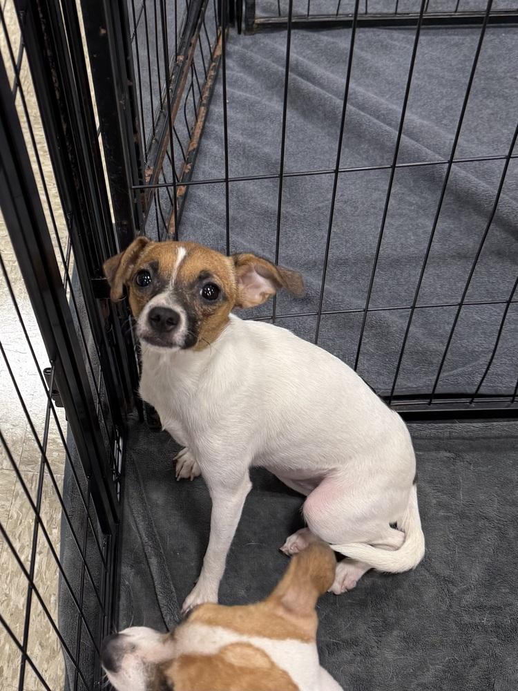Marshmallow, Adoptable, Young Female Chihuahua & Pug.