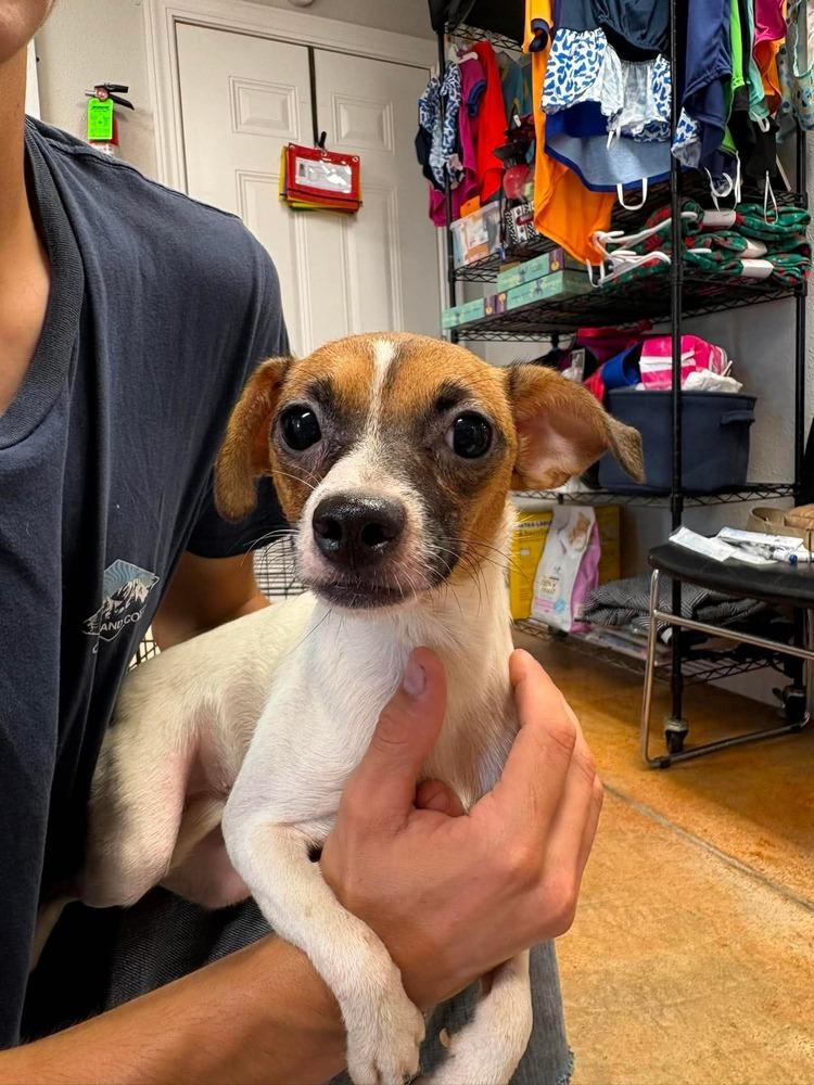 Enlarge Marshmallow, a Adoptable mixed breed in Bolivar, MO image 2/2