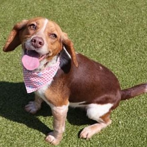 Enlarge Lexi, an adopted Mixed Breed in Athens, GA image 1/3