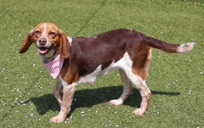 Enlarge Lexi, an adopted Mixed Breed in Athens, GA image 2/3