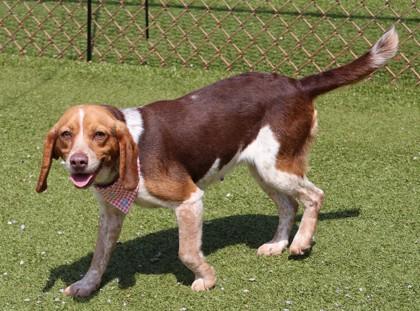 Enlarge Lexi, an adopted Mixed Breed in Athens, GA image 3/3