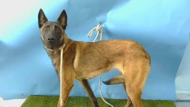 ELINE, Adoptable, Young Female Belgian Shepherd / Malinois.
