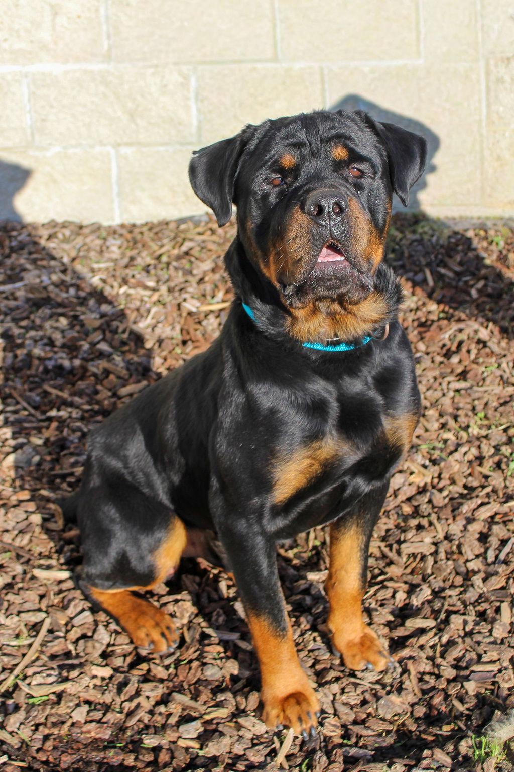 Enlarge Sebastian 51674, a Adoptable Rottweiler in Petaluma, CA image 1/1