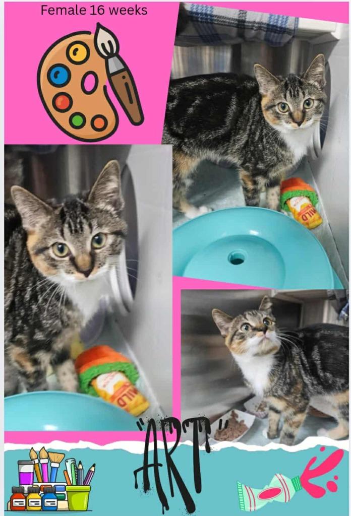 Art, Adoptable, Kitten Female Domestic Short Hair.