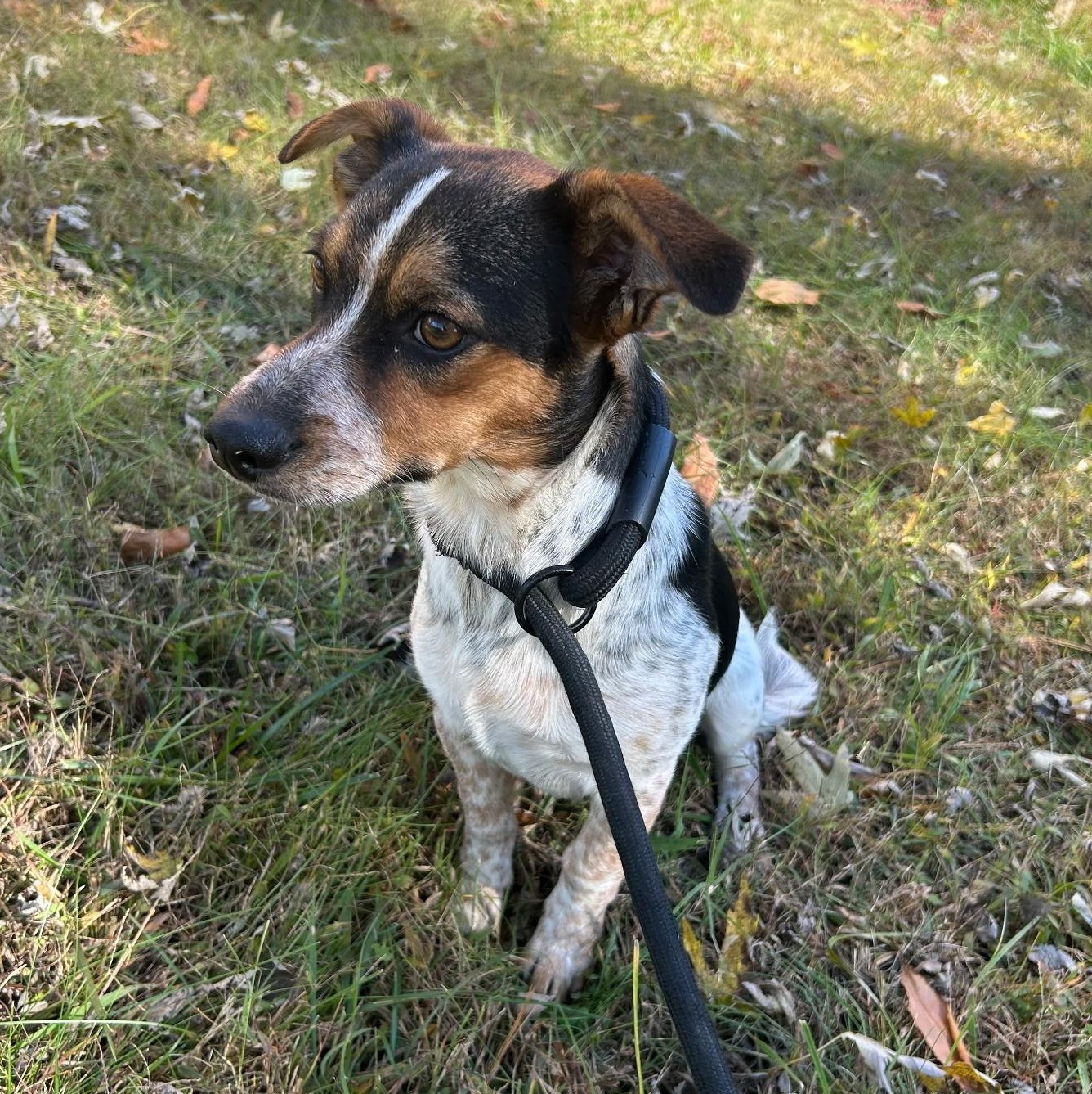 Spanky, Adoptable, Puppy Male Chihuahua & Mixed Breed.